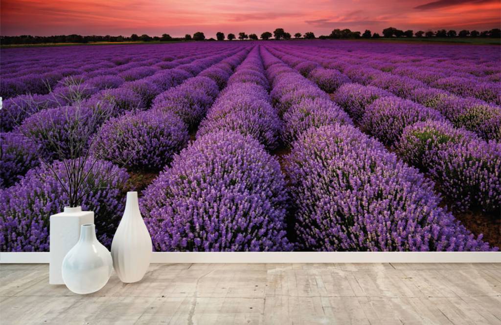 Behang Met Een Lavendel Veld Fotobehang