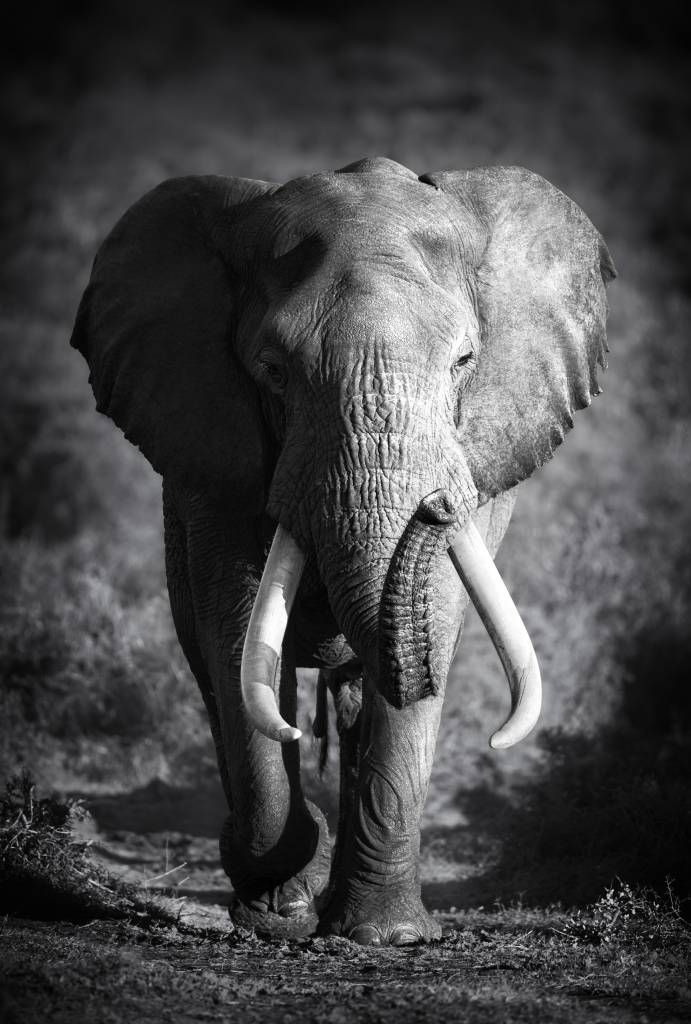 D.w.z eiwit Vijf Behang met een Afrikaanse olifant - Fotobehang