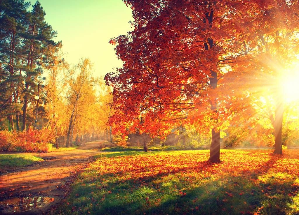 Wolk Koor Habitat Herfst bomen in zonlicht op fotobehang - Fotobehang