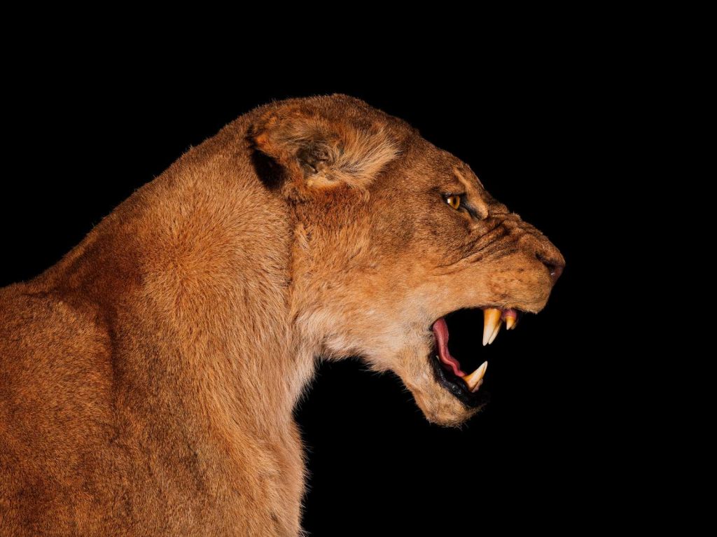 Lioness side view