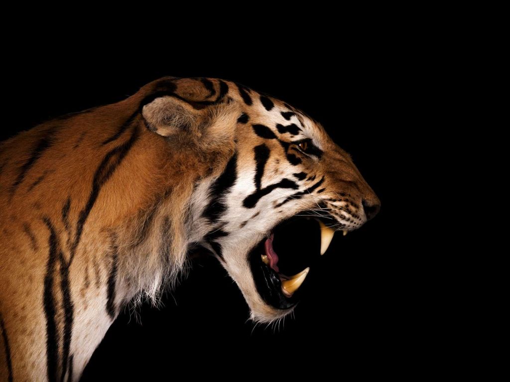 Roaring tiger