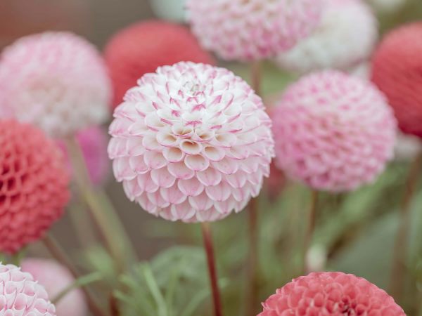 beweeglijkheid Aan boord naaimachine Roze dahlia bloemen - Fotobehang