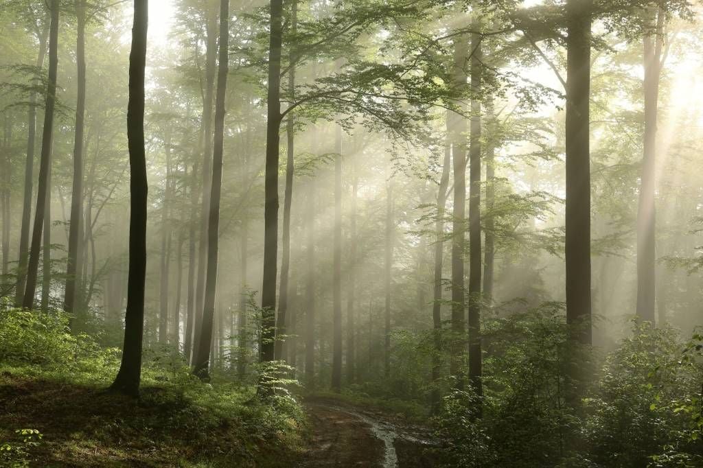 beginsel Advertentie zich zorgen maken Behang met een groen bos in de mist - Fotobehang