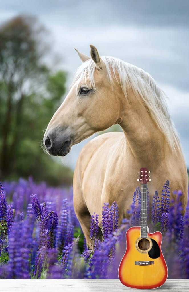 Behang paard tussen de lavendel - Fotobehang