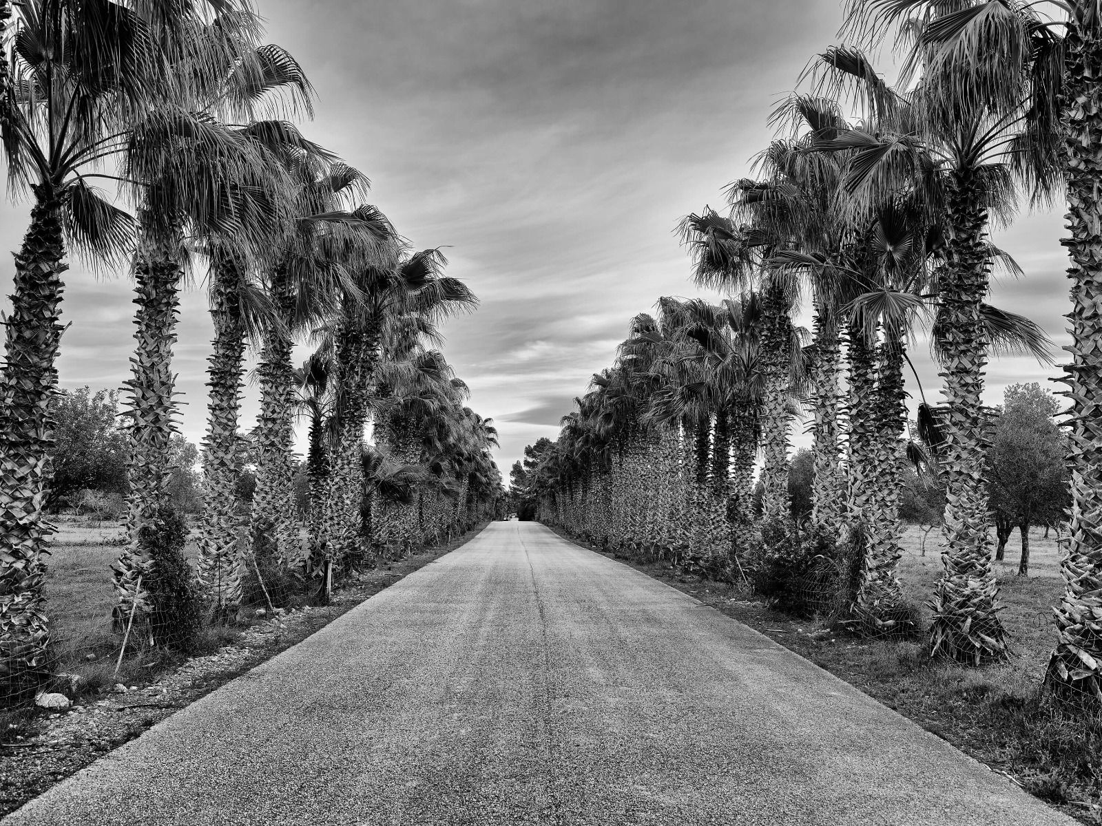 soort verantwoordelijkheid Onafhankelijk Straat met palmbomen - Fotobehang