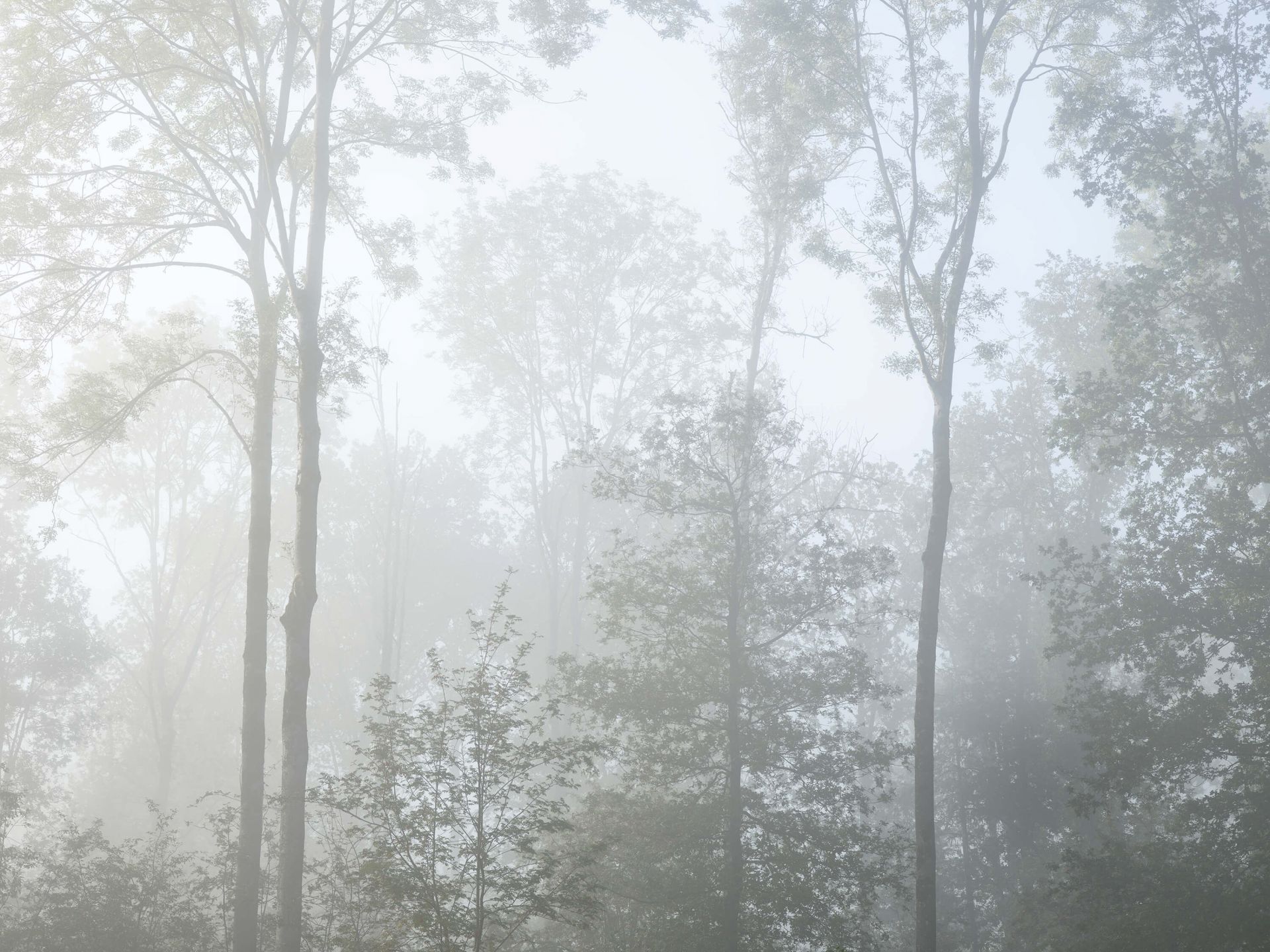 wanhoop alledaags Kruiden Dichte mist in het bos - Fotobehang