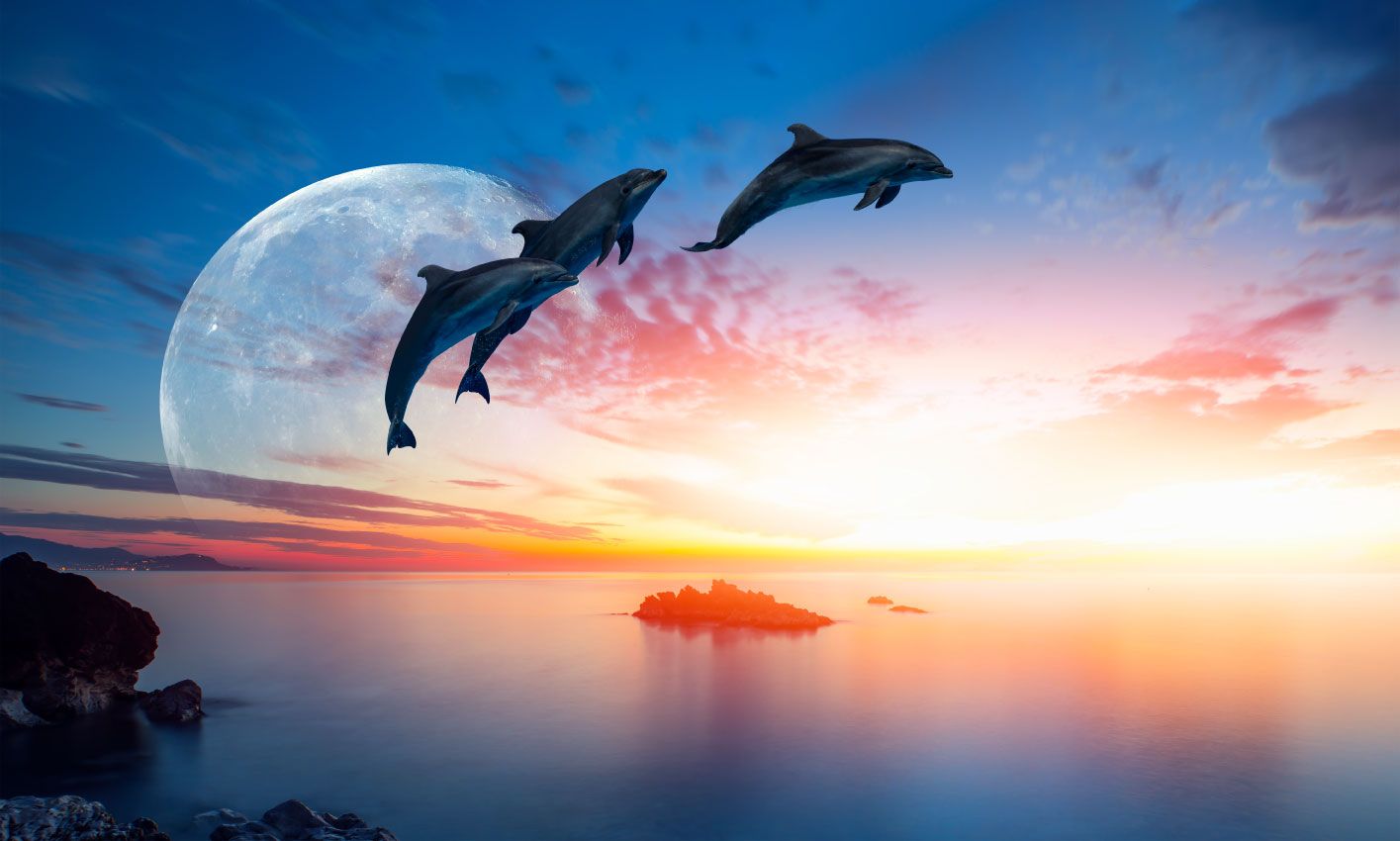 tyfoon reparatie streepje Dolfijnen in de nacht - Fotobehang
