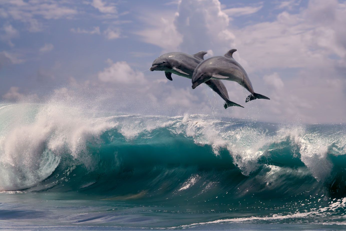 Voorkomen Nadenkend Klaar Dolfijnen en golven - Fotobehang