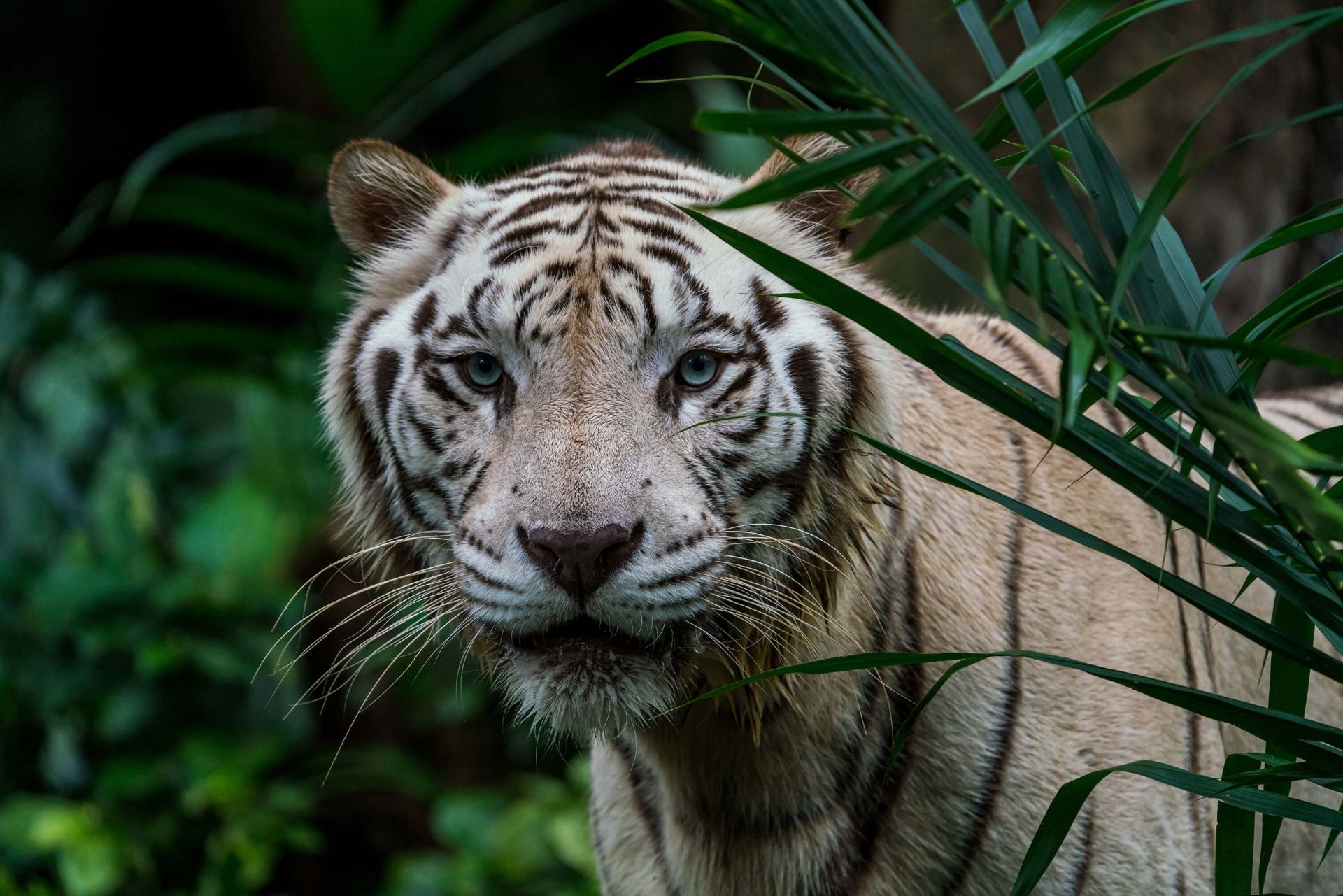 Nationaal volkslied Plunderen Bestaan Witte tijger - Fotobehang
