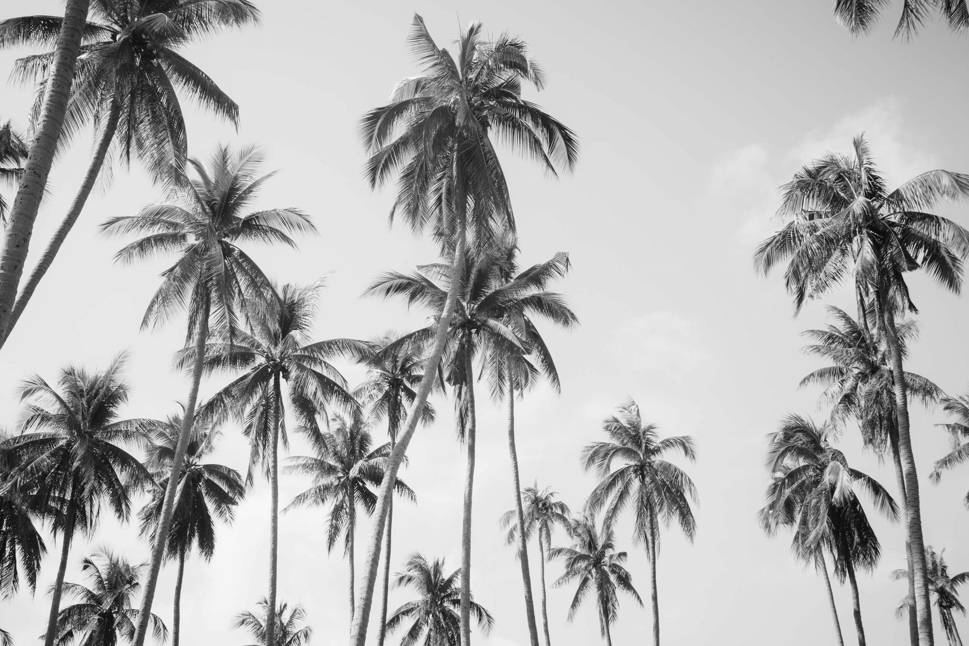 projector Overleg tegenkomen Palmbomen in zwart-wit - Fotobehang