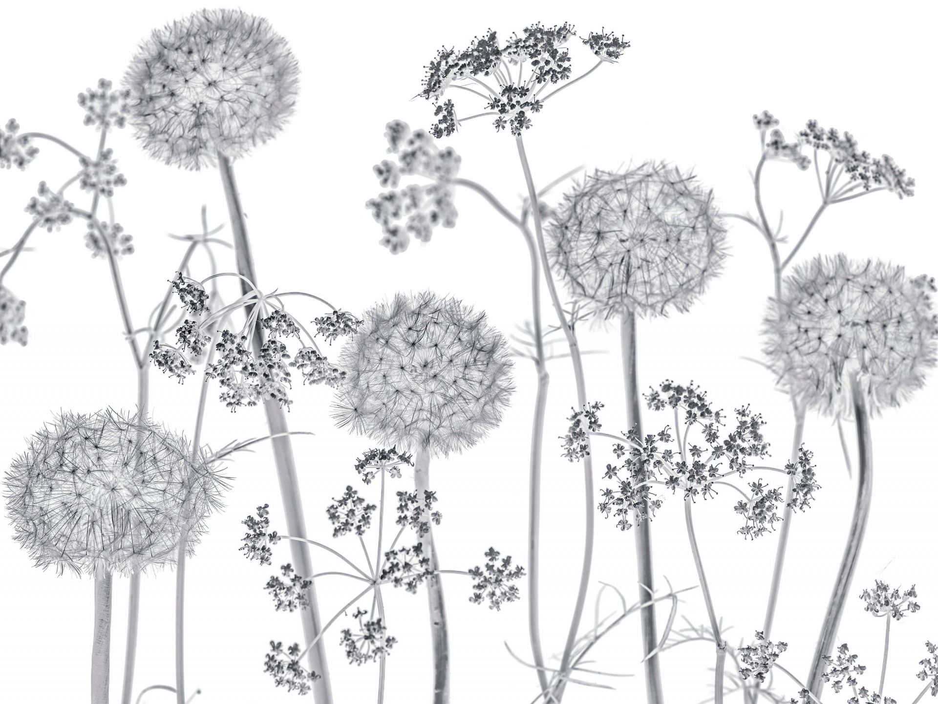 Meadow bloemen in zwart-wit -