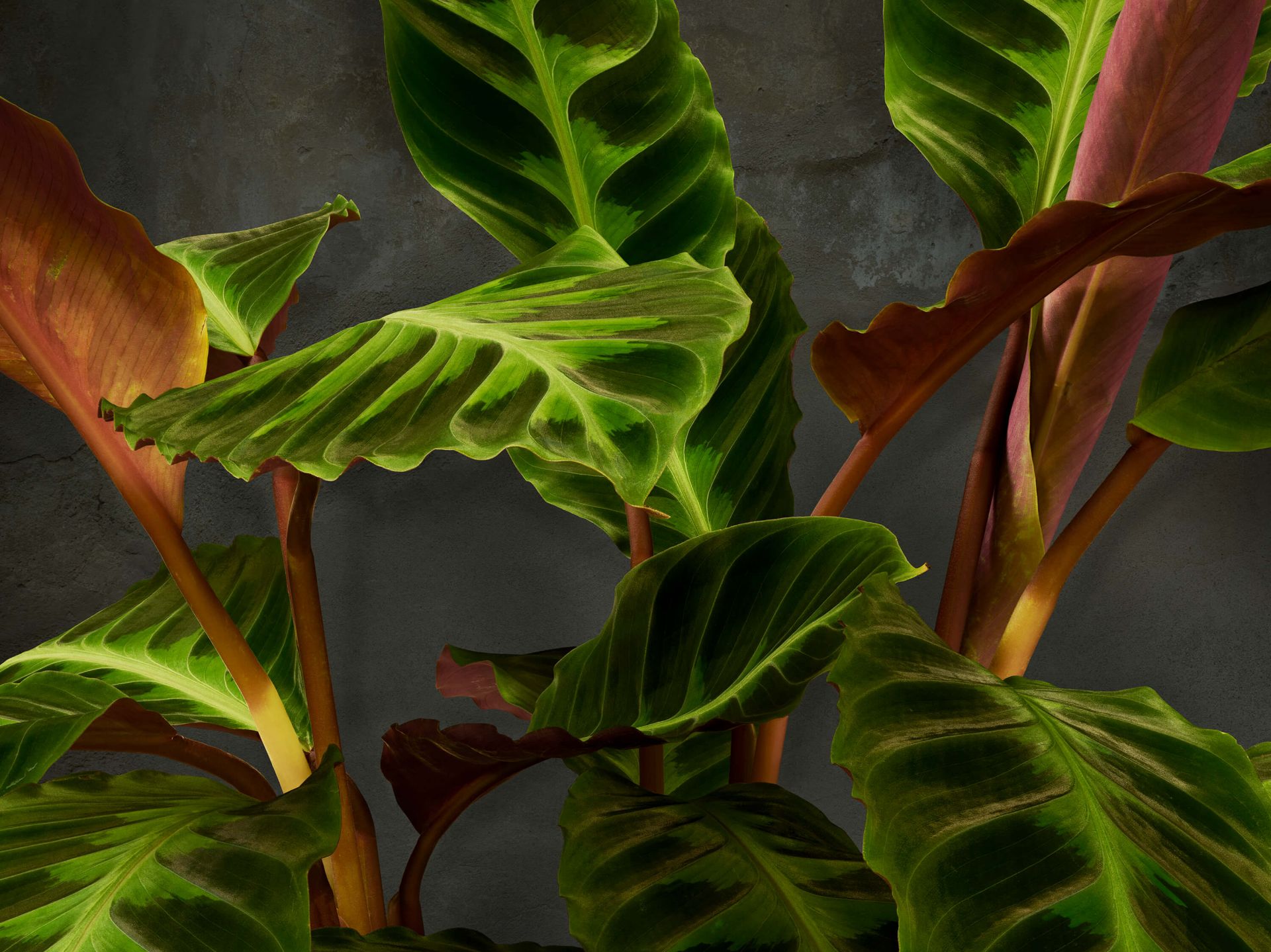 kijk in Voorganger vriendelijke groet Plant met mooie groene bladeren - Fotobehang