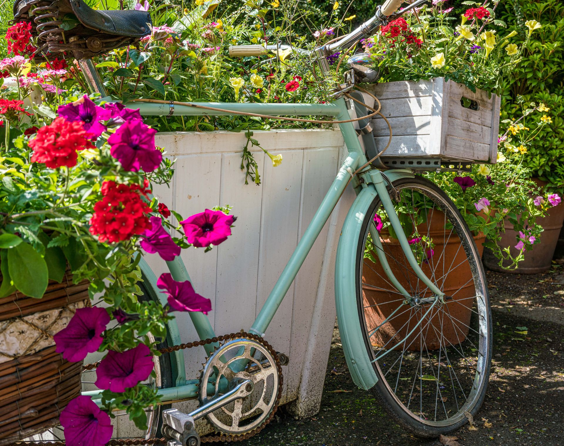 gemak Habitat longontsteking Oude fiets met bloemen - Fotobehang