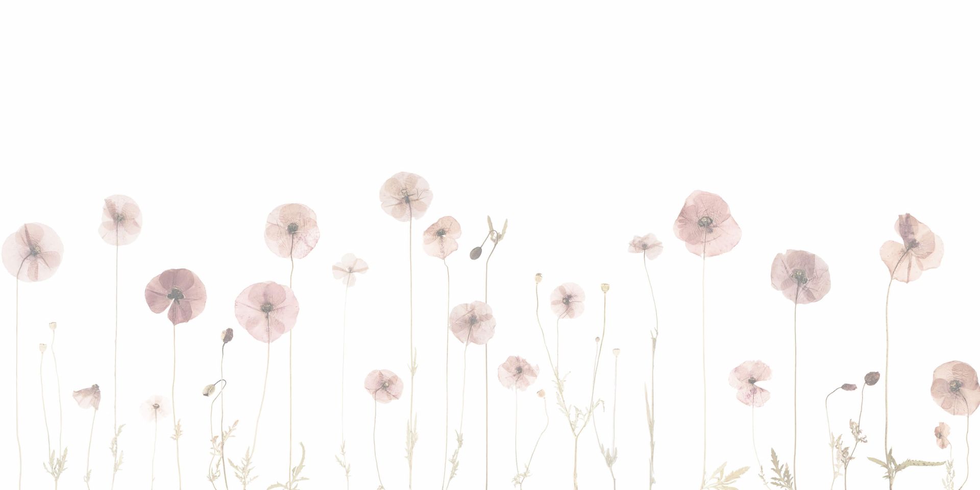fictie Overwinnen gemakkelijk Klaproos bloemen veld oud roze - Fotobehang